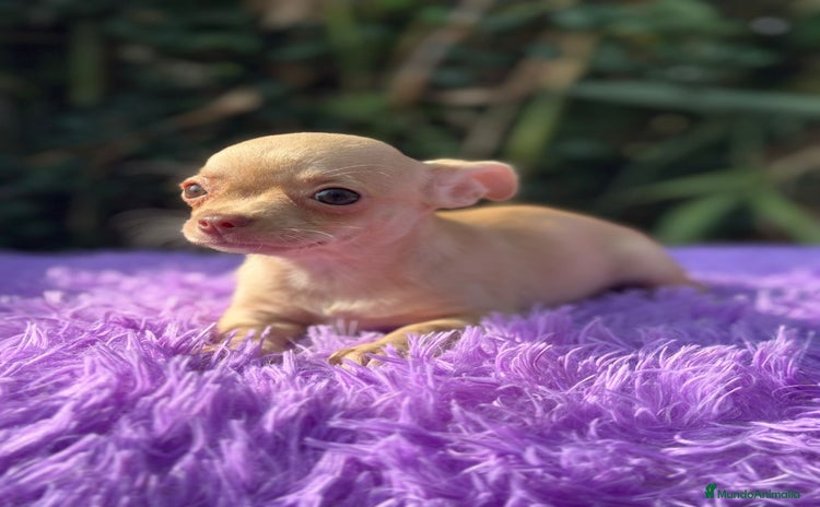 Chihuahua perros - Anuncio 2