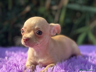 Chihuahua perros - Anuncio 35