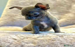 Chihuahua perros en venta: Chihuahua Blue sólido Toy  - Anuncio 2