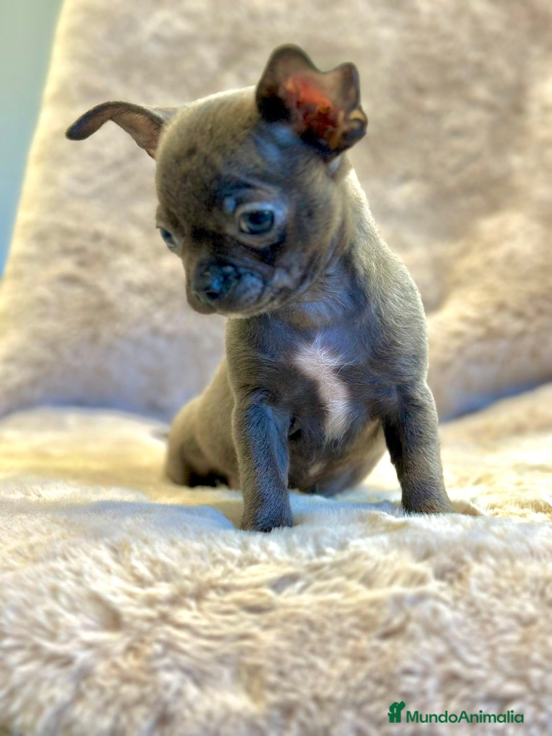 Chihuahua perros en venta: Chihuahua Blue sólido Toy  - Anuncio 2