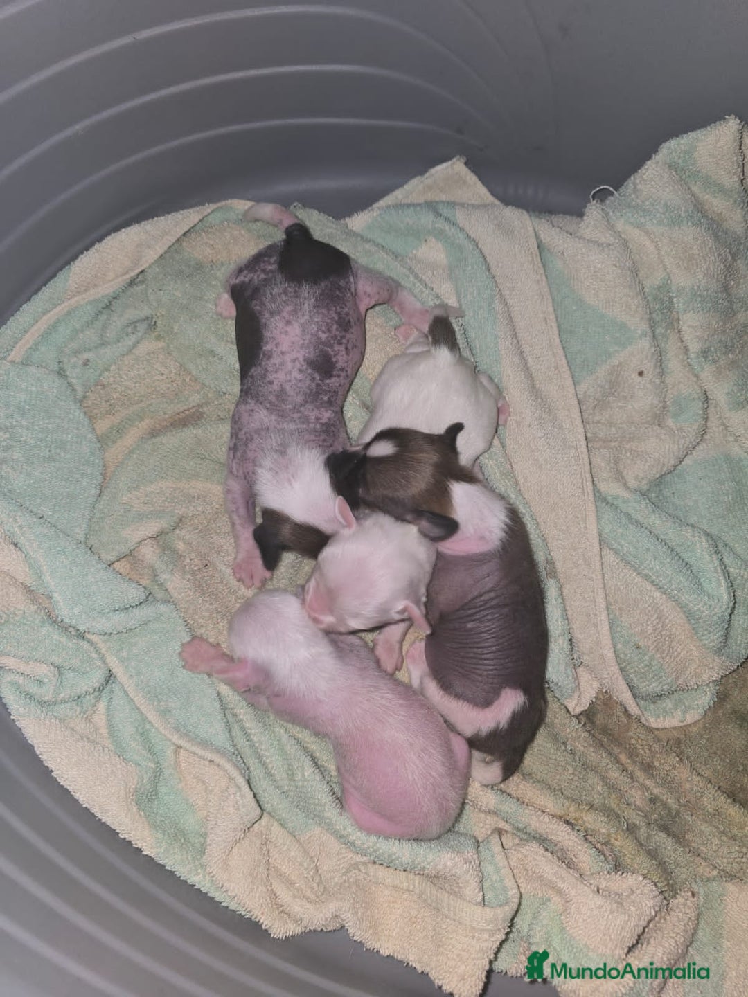 Otras razas perros en venta: Crestados Chinos con Pelo - Imagen 1