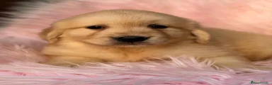 Golden Retriever 4