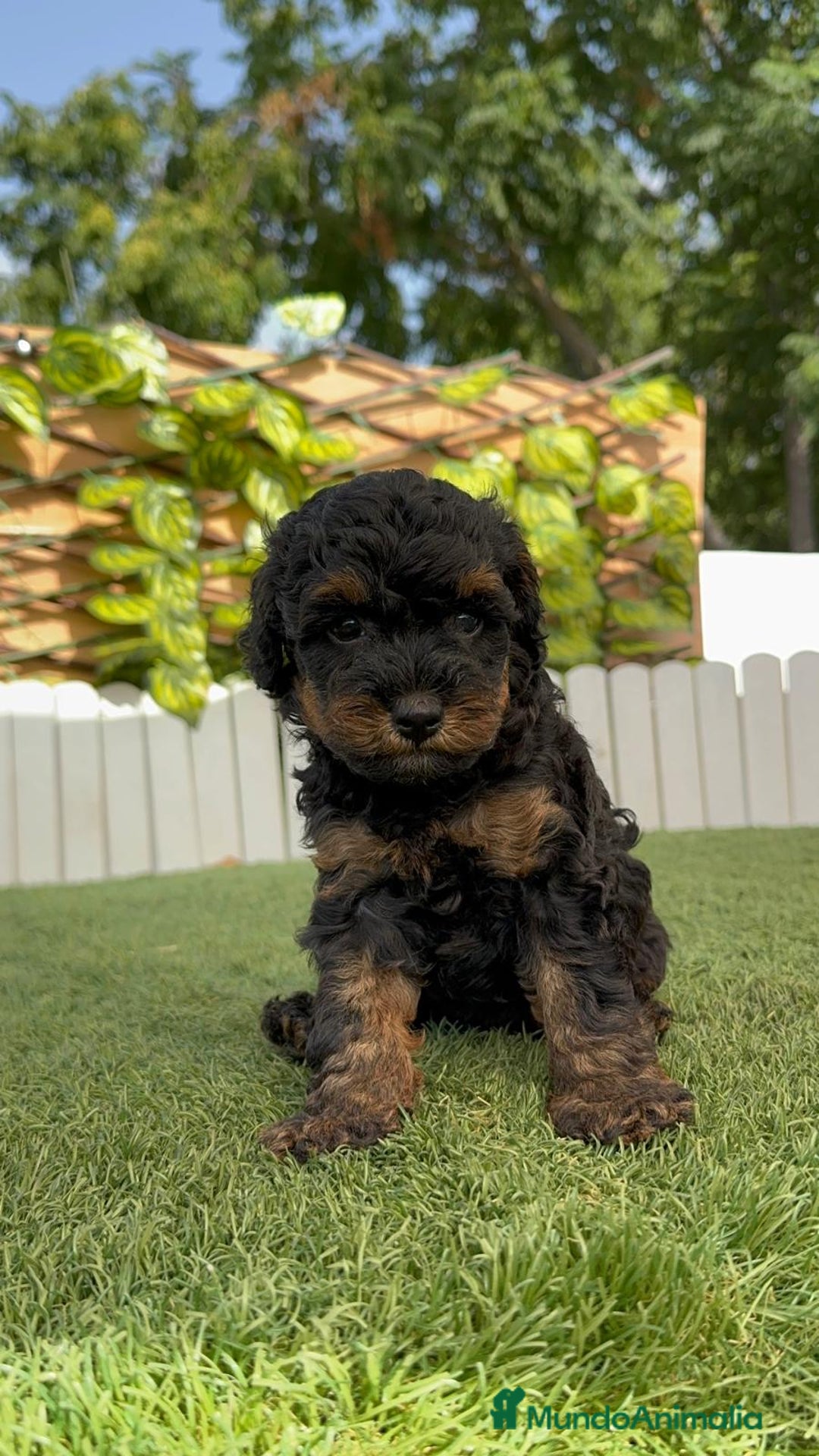 Caniche Toy perros en venta: CANICHE TOY HEMBRA - Imagen 4