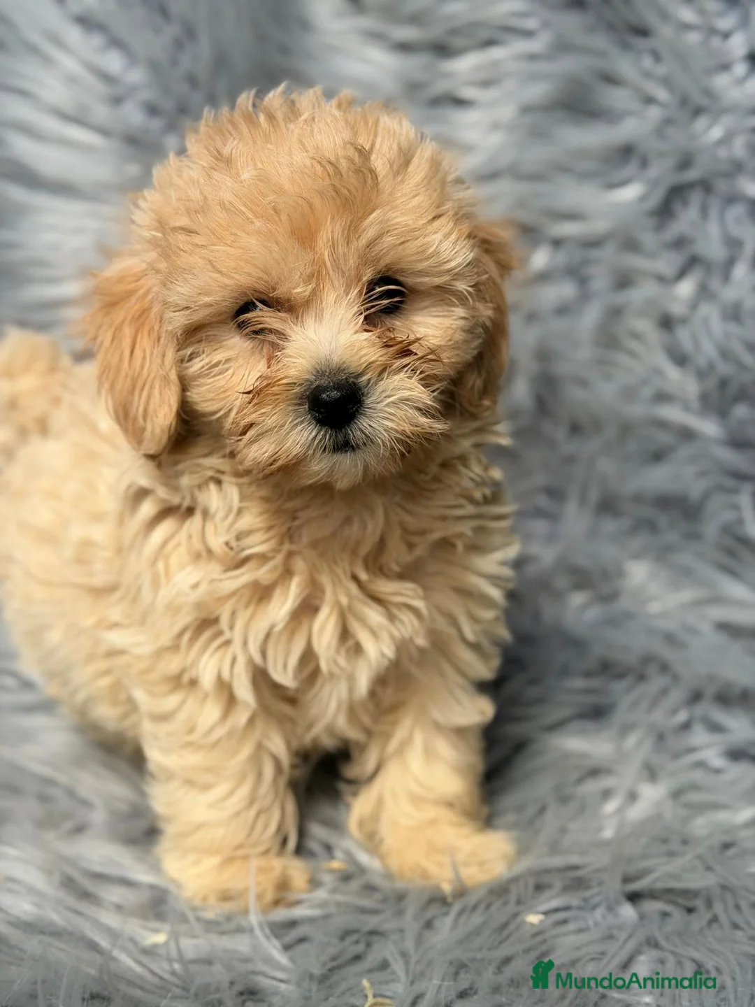 Maltipoo perros en venta: MALTIPOO APRICOT - Anuncio 8