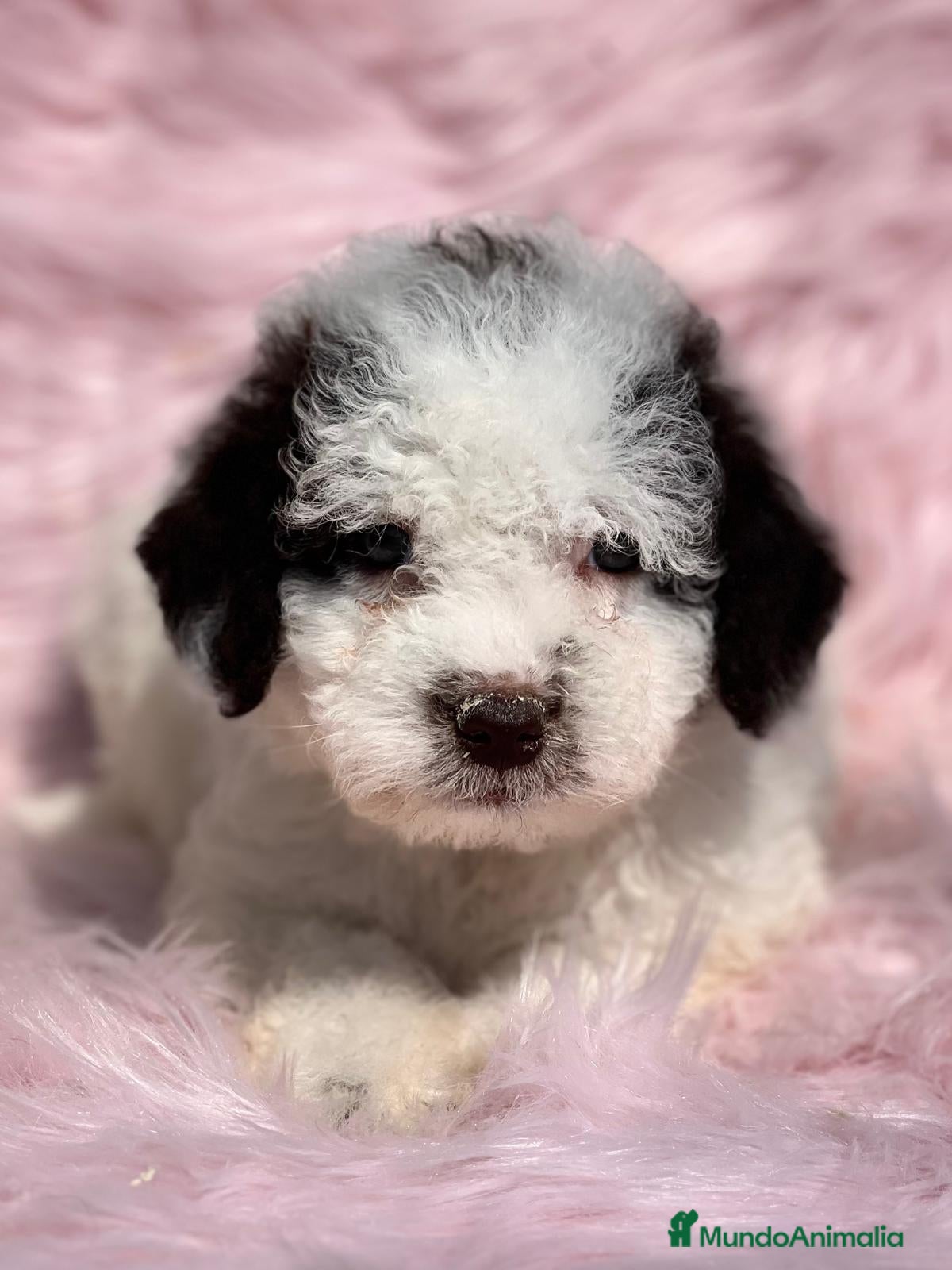 Perro de Agua Español perros PERRO DE AGUAL ARLEQUÍN DISPONIBLES en Barcelona - Anuncio 2