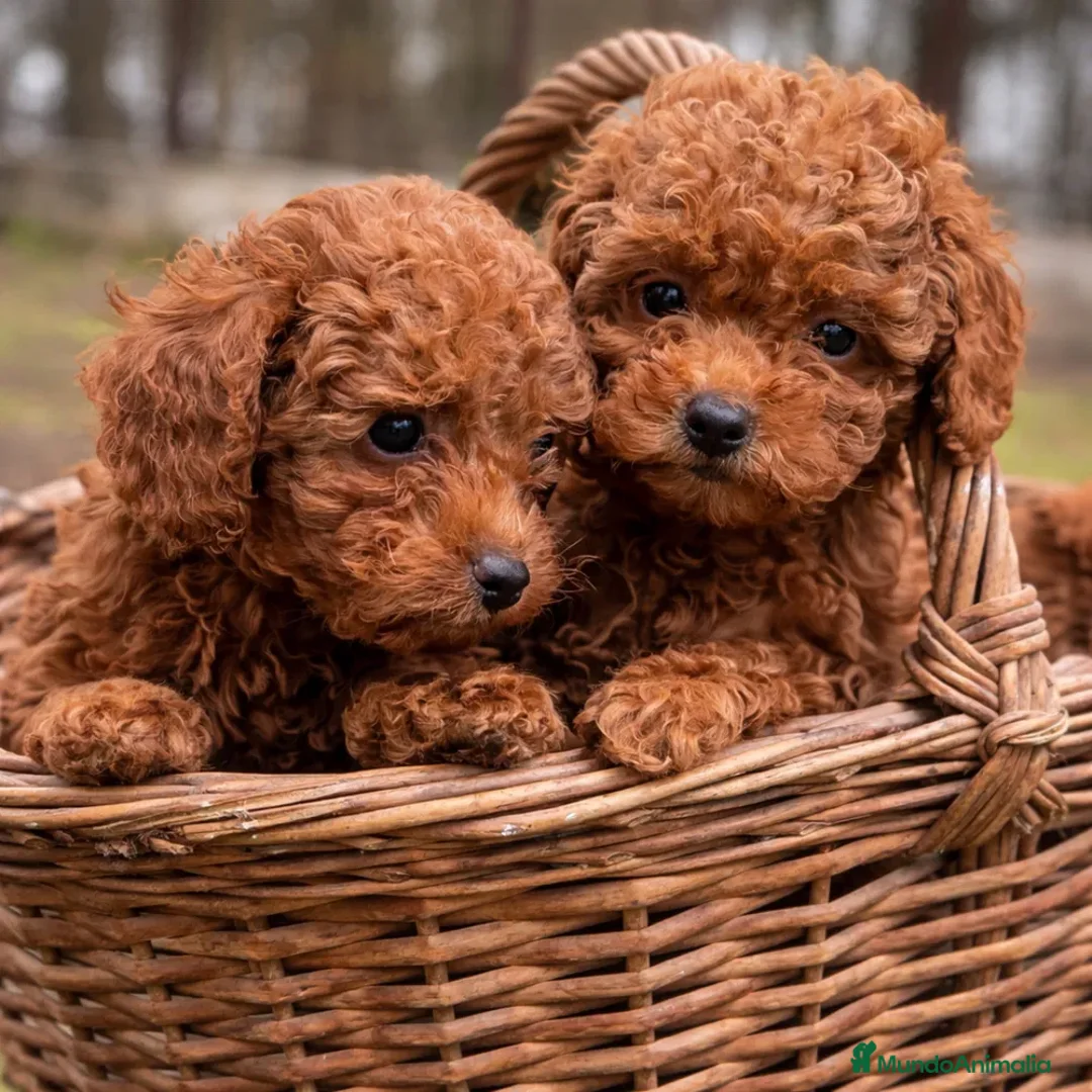 Caniche Toy perros en venta: caniche toy asiático  en Cantabria - Anuncio 1