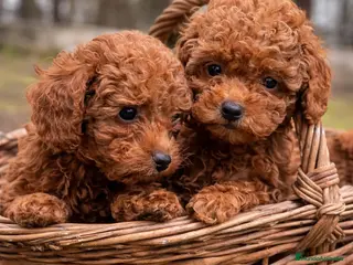 Caniche Toy perros caniche toy asiático - Anuncio 8