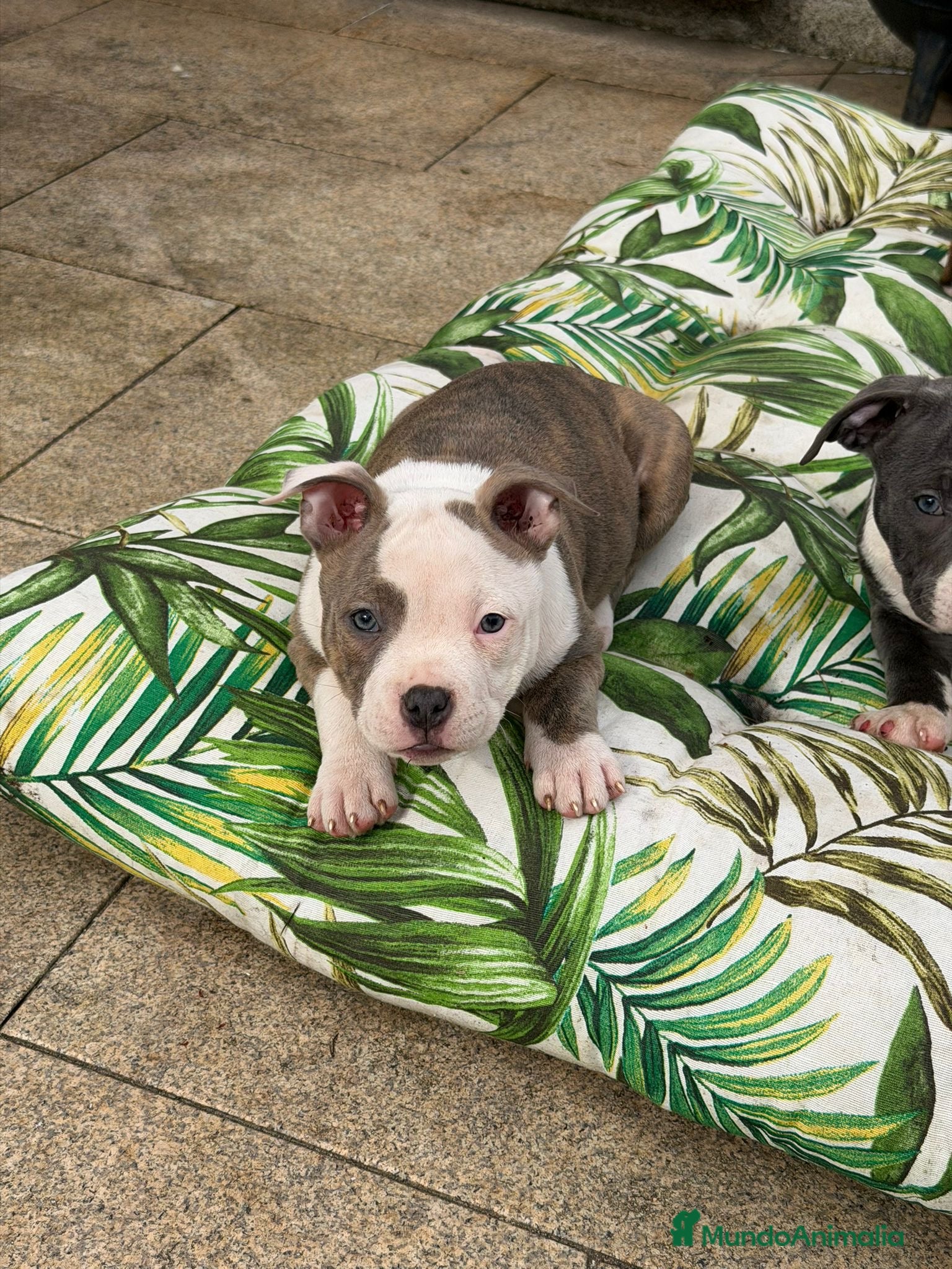 American Bully perros Hembra American Bully - Anuncio 4