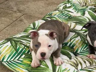 American Bully perros Hembra American Bully - Anuncio 4