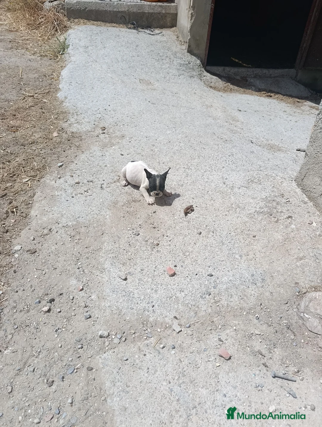 Bulldog Francés perros en venta: Preciosos bulldog francés  - Anuncio 6