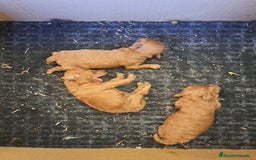 Caniche Toy perros en venta: Caniches - Imagen 2