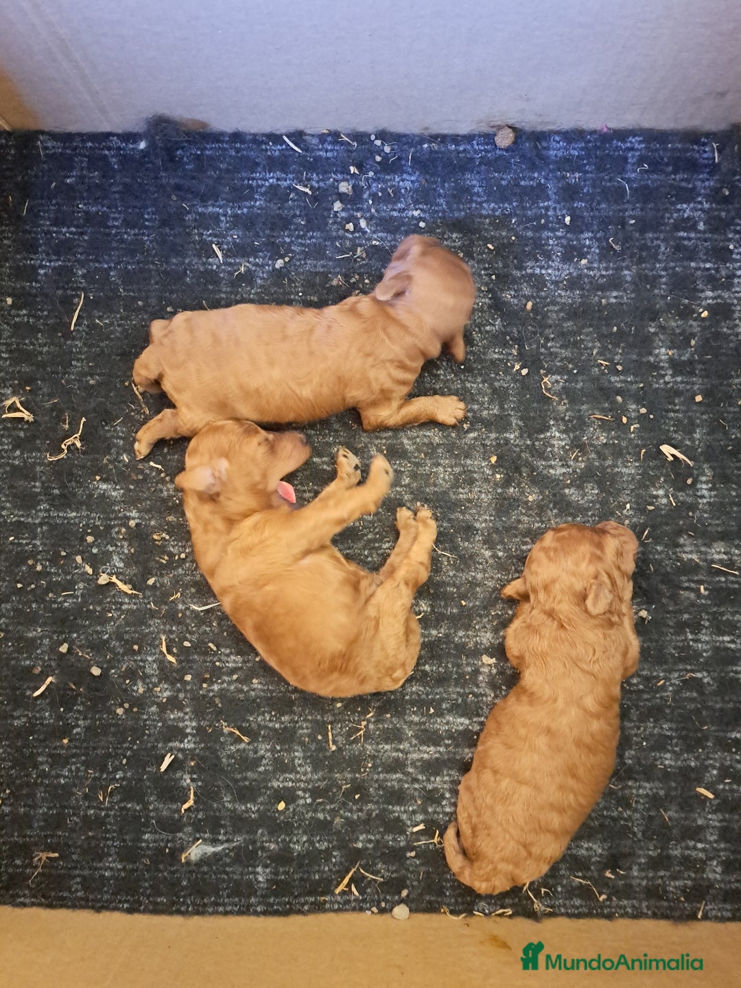 Caniche Toy perros en venta: Caniches - Imagen 2