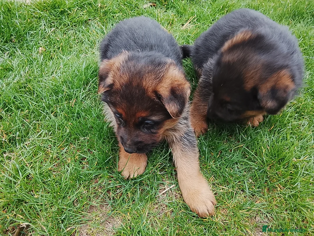 Pastor Alemán perros en venta: Cacharros de pastor alemán  - Anuncio 2