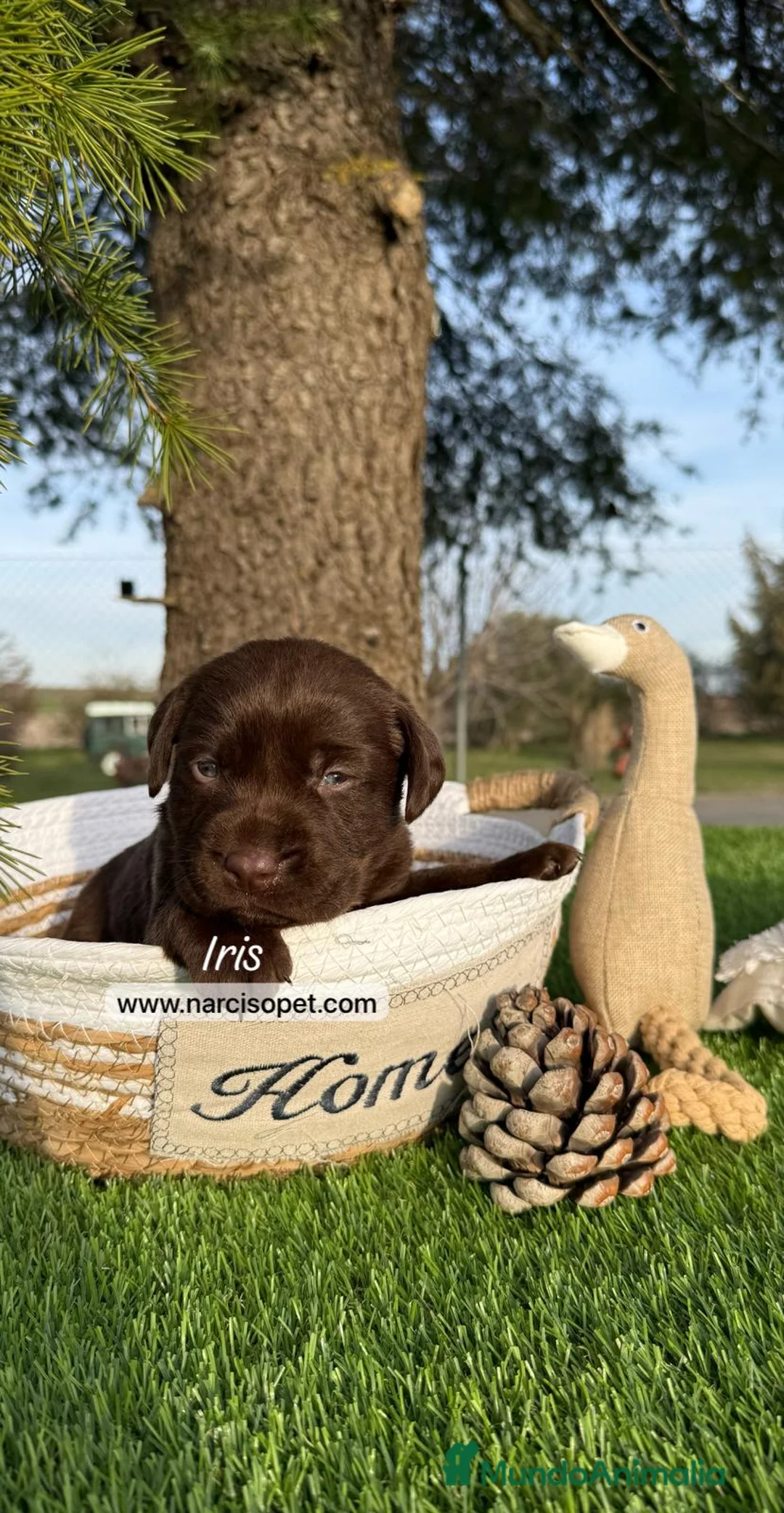 Labrador Retriever perros en venta: NUEVA CAMADA LABRADOR en Asturias - Anuncio 3