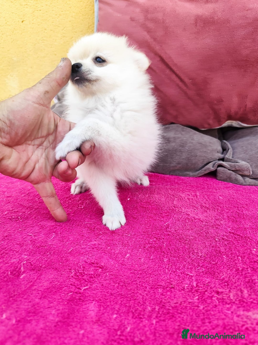 Pomerania perros en venta: Pomerania toy macho blanco  - Imagen 16