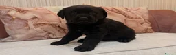 Labrador Retriever perros en venta: Labrador retriever  - Anuncio 7