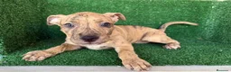 American Pit Bull Terrier perros en venta: pitbull - Anuncio 10