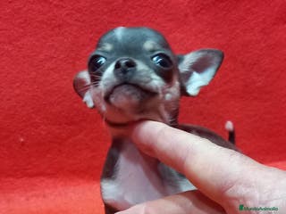 Chihuahua perros hembra de chihuahua toy blue - Anuncio 5