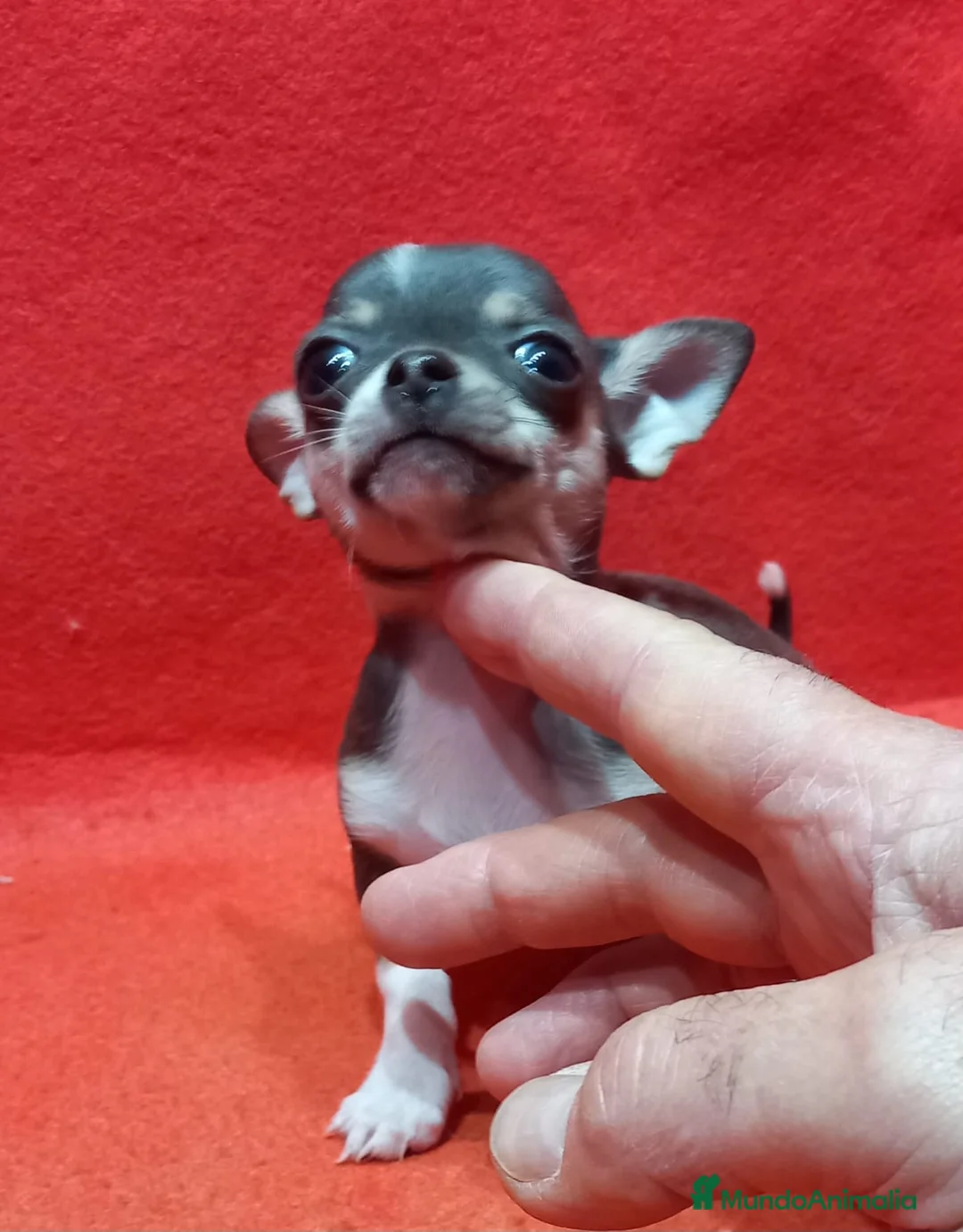 Chihuahua perros en venta: hembra de chihuahua toy blue  - Anuncio 1