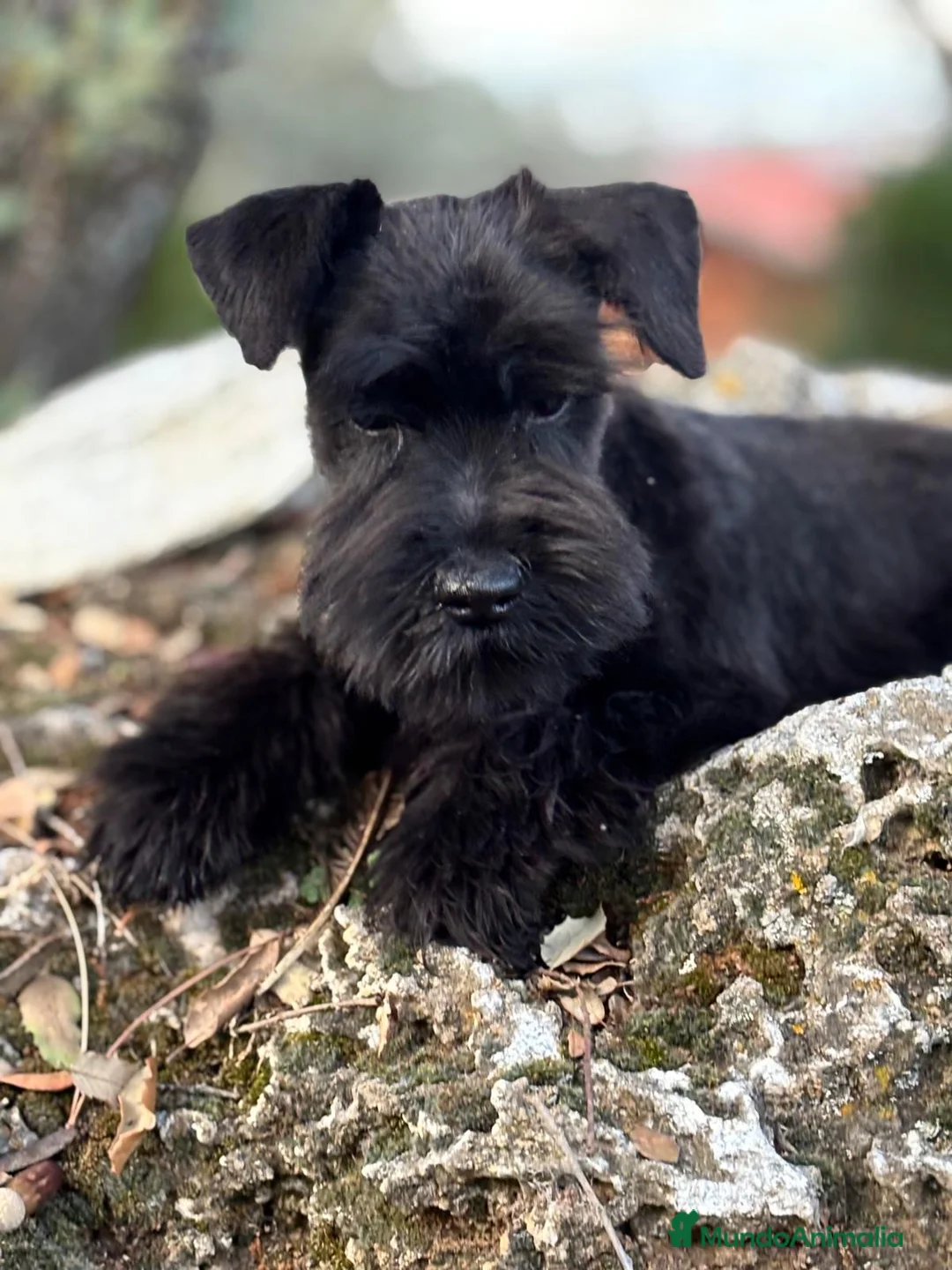 Schnauzer Miniatura perros en venta: Schanuzer miniatura negro  - Anuncio 1