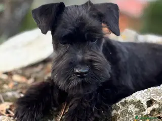 Schnauzer Miniatura perros Schanuzer miniatura negro - Anuncio 3