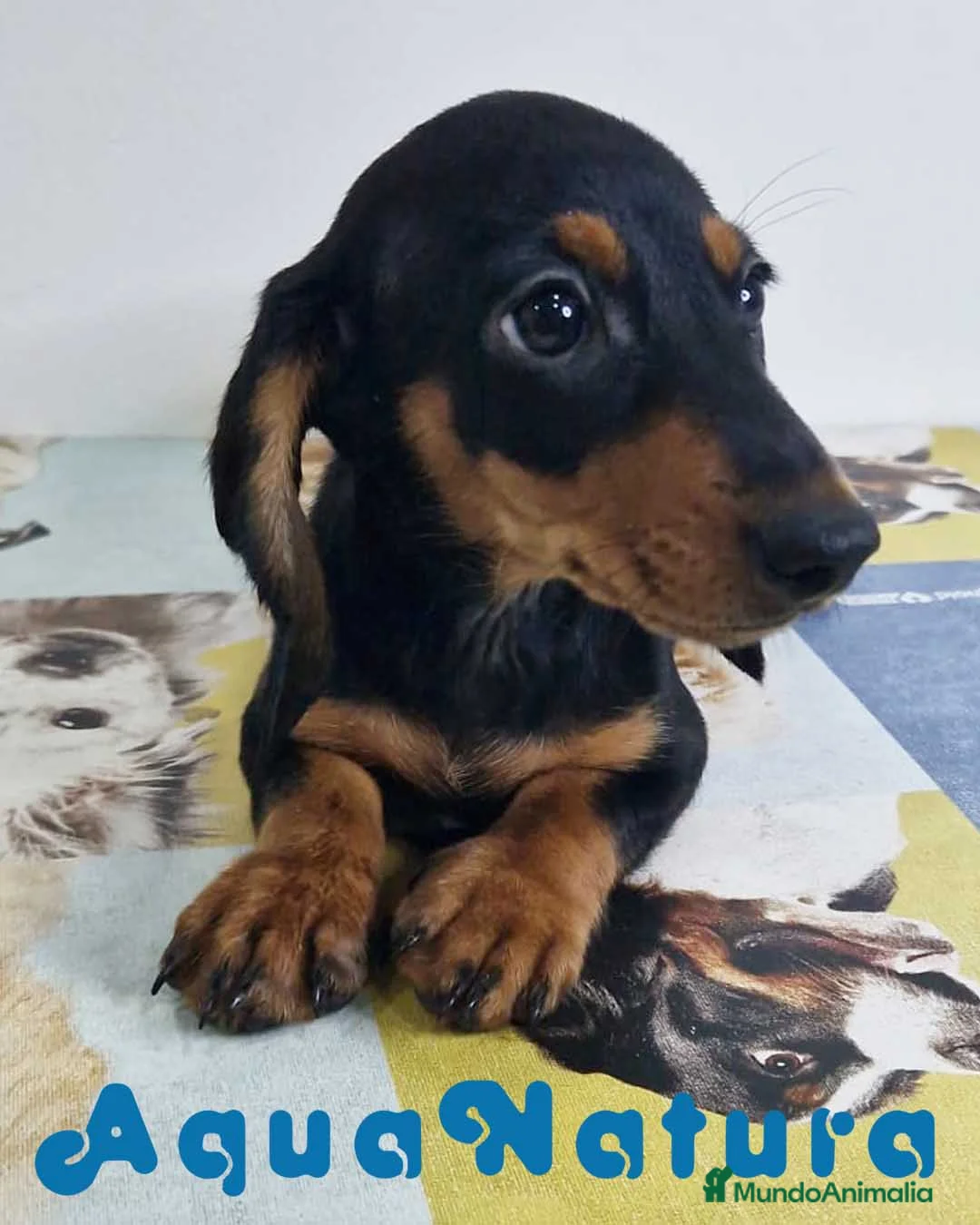 Teckel perros en venta: Teckel Hembra 0052 - AQUANATURA en Barcelona - Anuncio 12