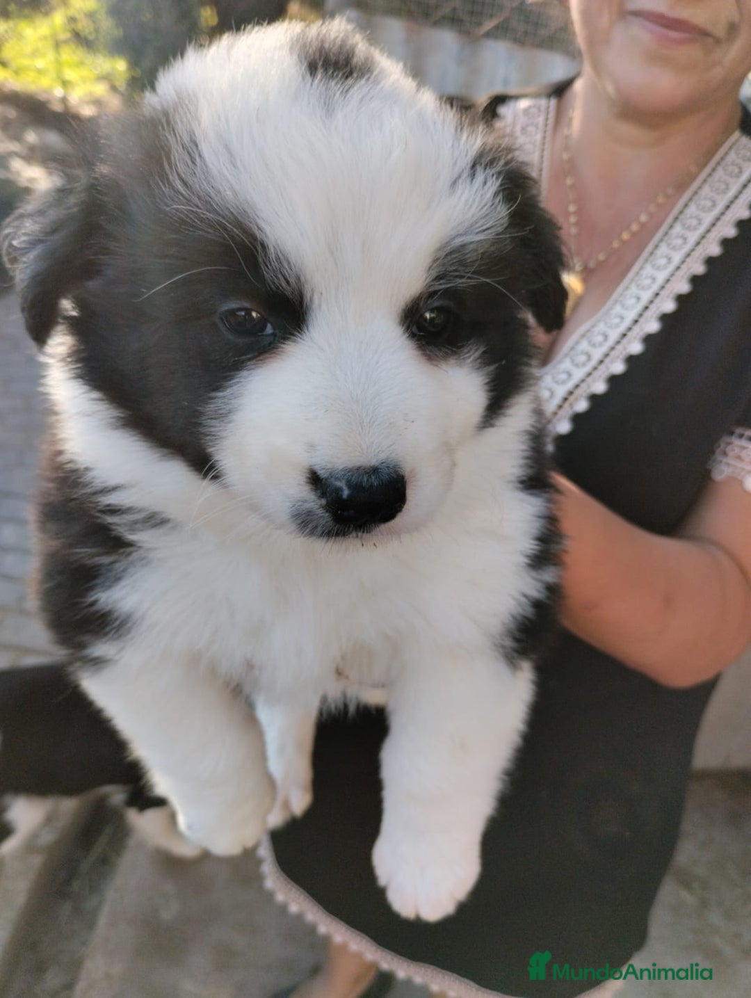 Border Collie perros en venta: BORDER COLLIE PURA RAZA  - Imagen 1
