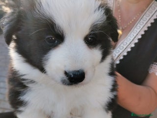 Border Collie perros - Anuncio 1