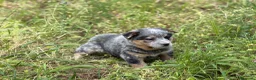 Boyero de Australia perros en venta: 🐾🐾 Australian Cattle Dog 🐾🐾 - Anuncio 3