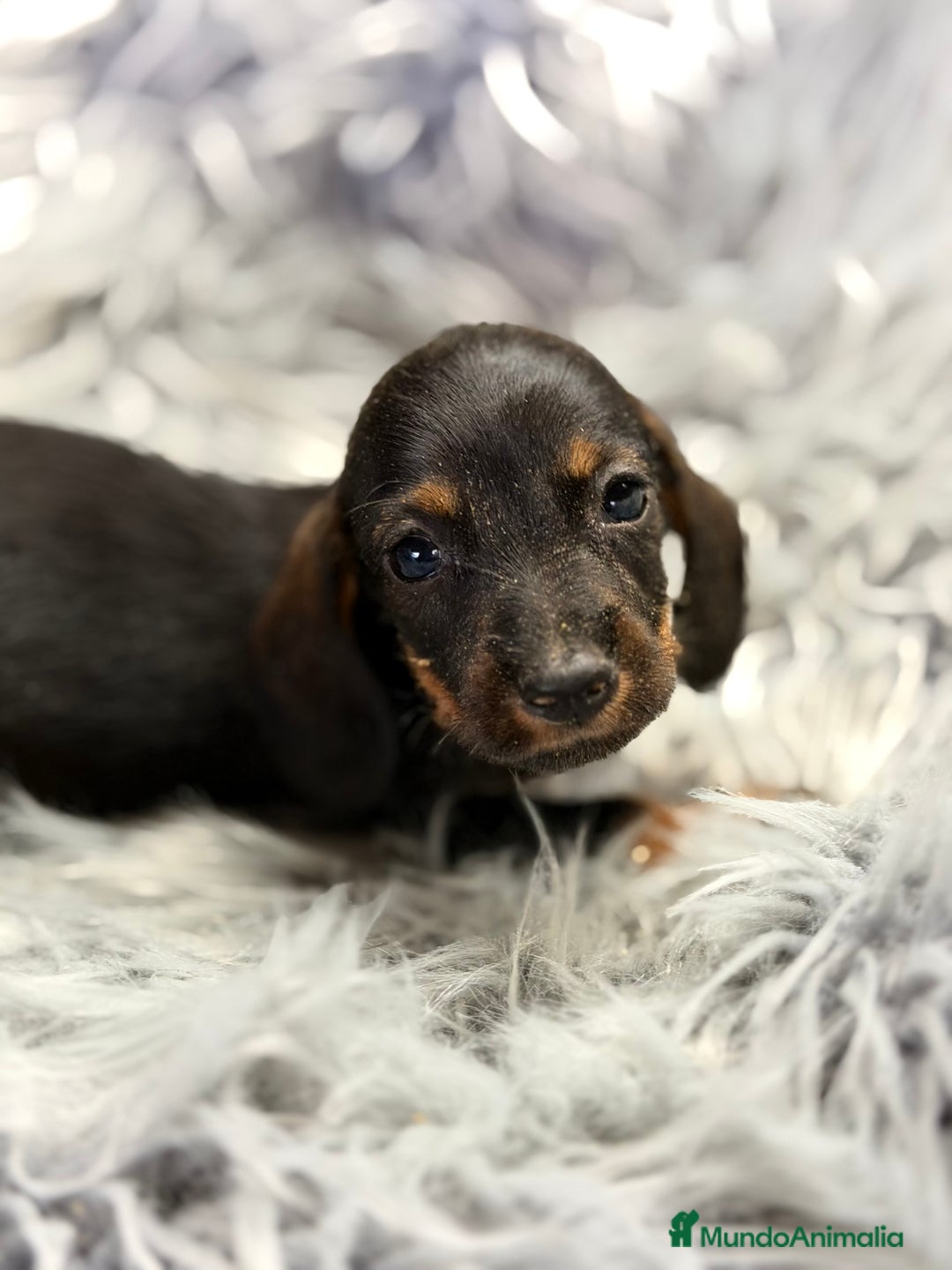 Teckel Miniatura perros en venta: Teckel Kaninchen pelo corto  - Anuncio 5