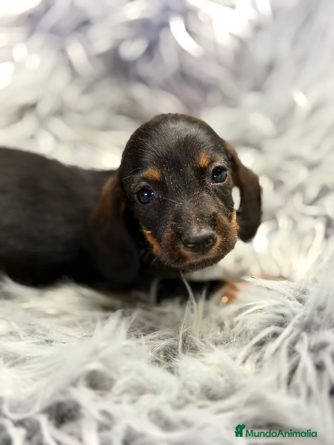 Teckel Miniatura perros en venta: Teckel Kaninchen pelo corto  - Anuncio 5