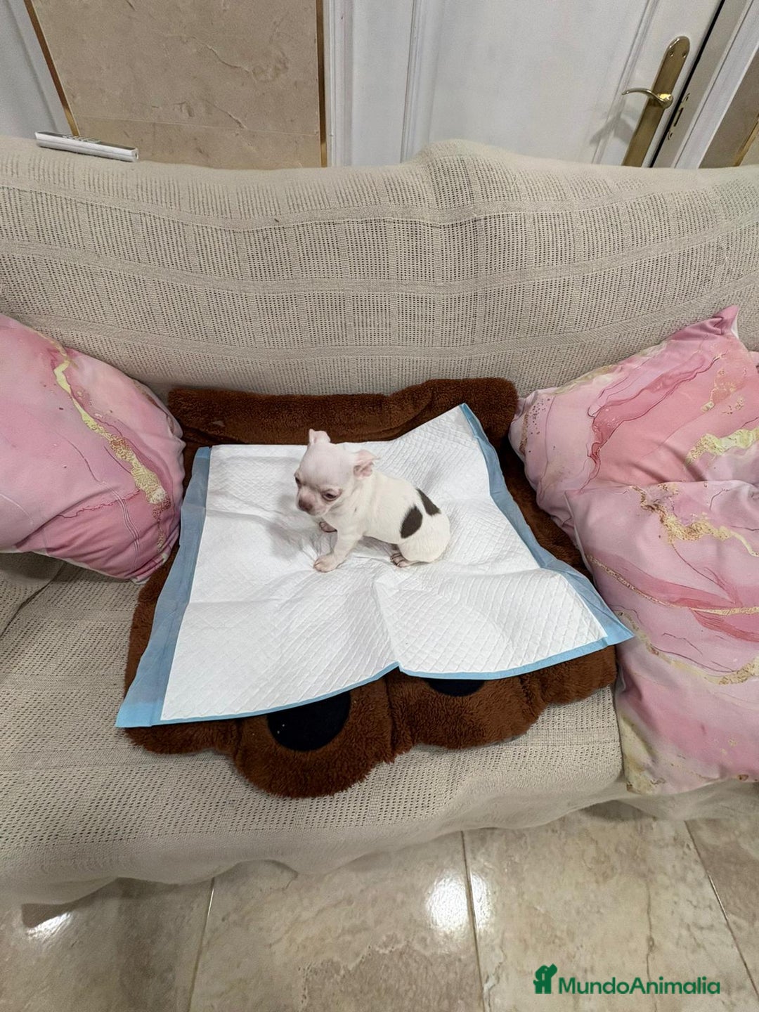 Chihuahua perros en venta: Chihuahua macho - Anuncio 1