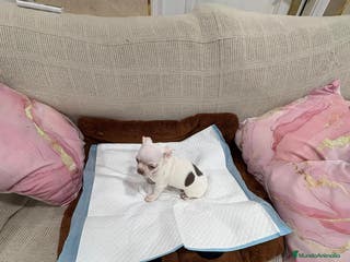 Chihuahua perros Chihuahua macho - Anuncio 5