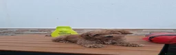 Caniche Toy perros en venta: Caniche toy - Anuncio 4