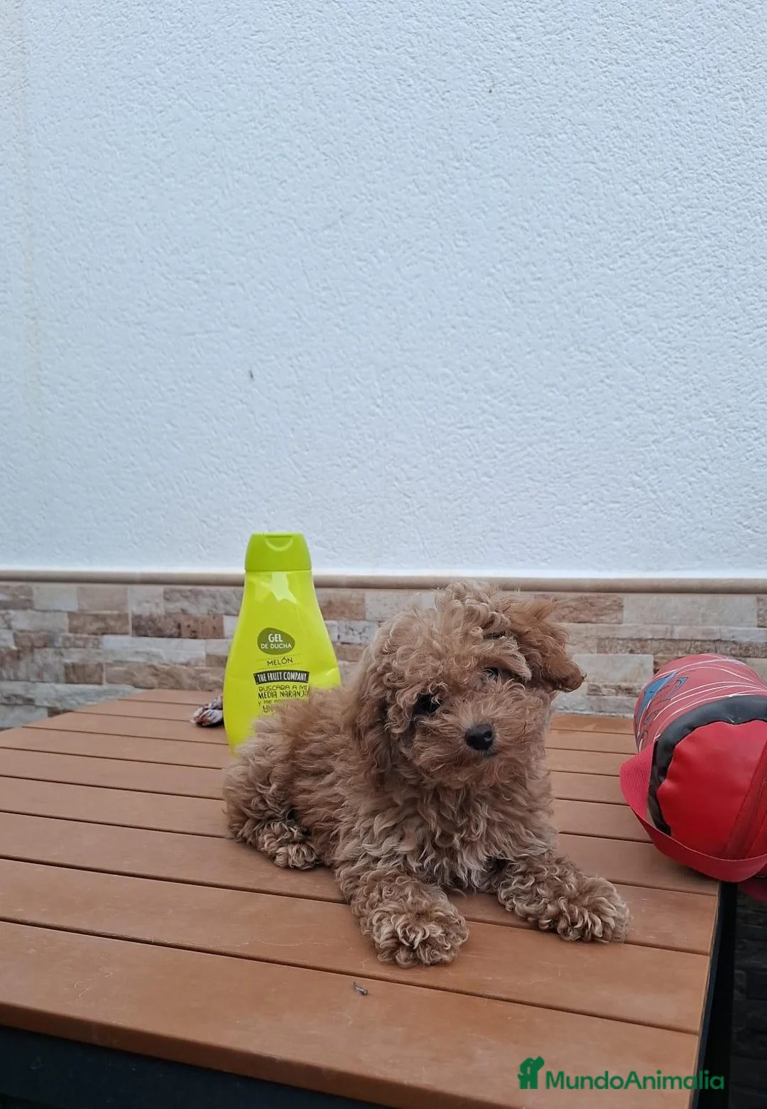 Caniche Toy perros en venta: Caniche toy - Anuncio 4
