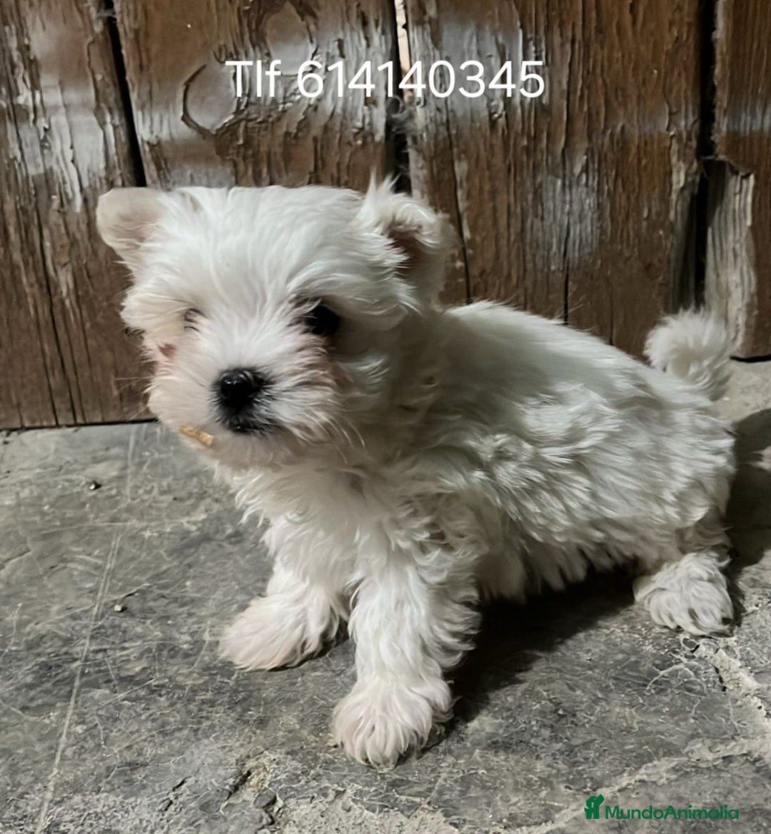 Bichón Maltés perros Cachorros bichon maltes - Anuncio 3
