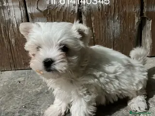 Bichón Maltés perros Cachorros bichon maltes - Anuncio 3