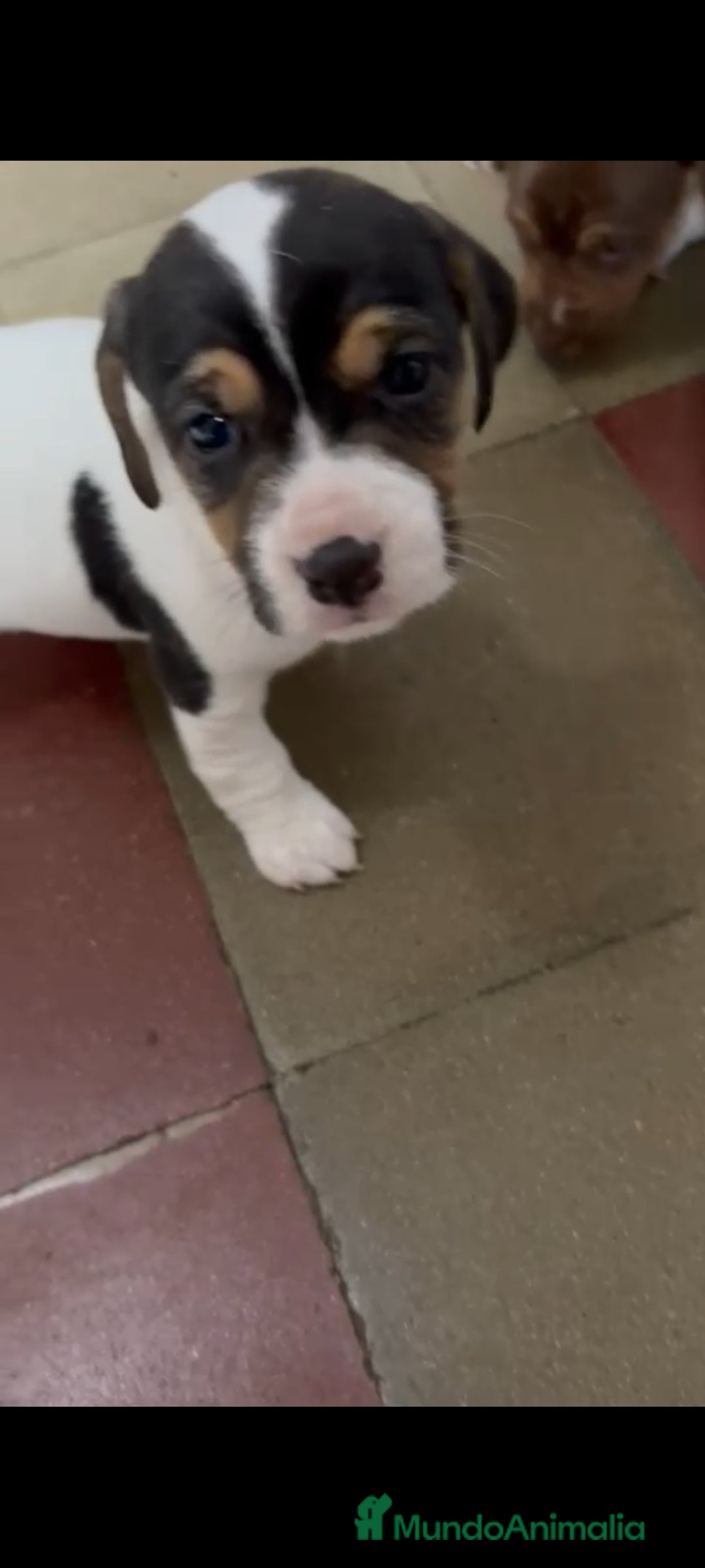 Jack Russell Terrier perros en venta: Jack Russell  - Anuncio 6