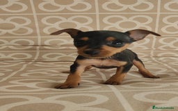Ratón de Praga perros en venta: Hembra ratón de praga  - Imagen 4