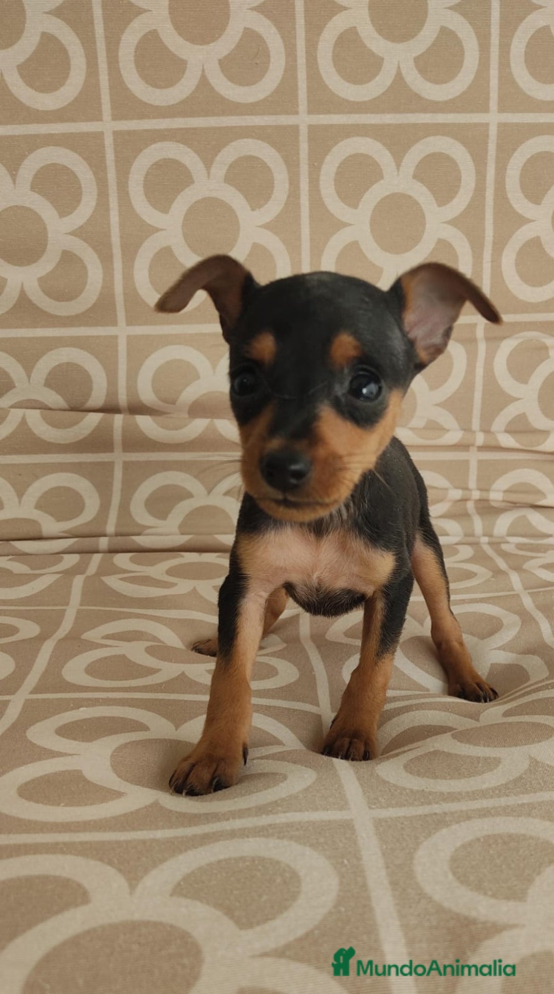 Ratón de Praga perros en venta: Hembra ratón de praga  - Imagen 4