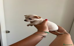 Chihuahua perros en venta: Chihuahua  - Imagen 3