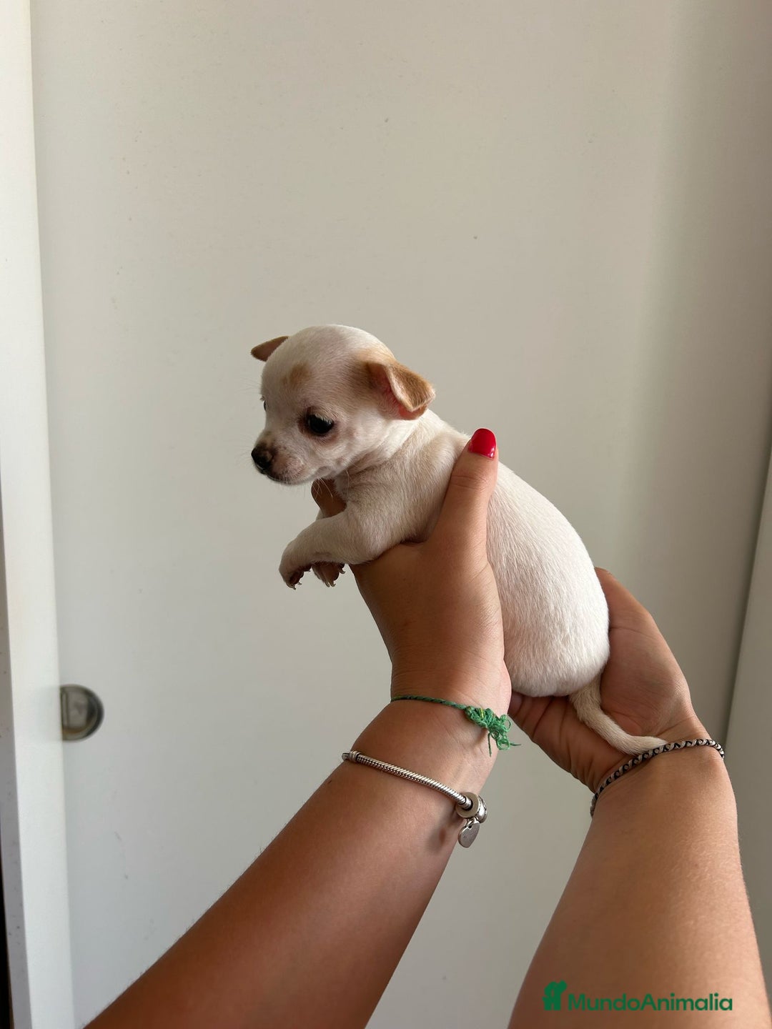 Chihuahua perros en venta: Chihuahua  - Imagen 3
