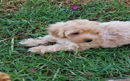 Maltipoo perros en venta: Maltipoo toy  - Imagen 2