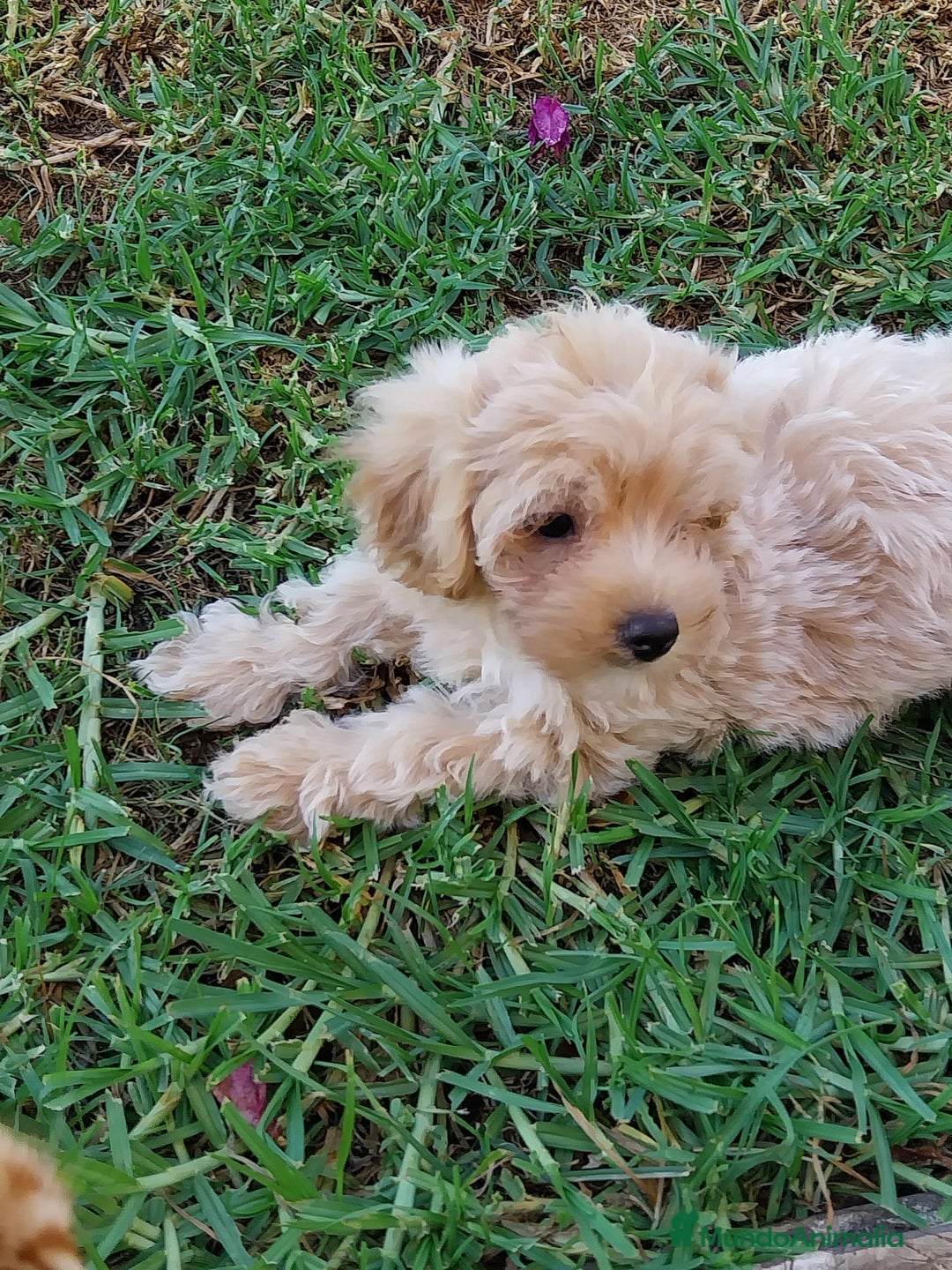 Maltipoo perros en venta: Maltipoo toy  - Imagen 2