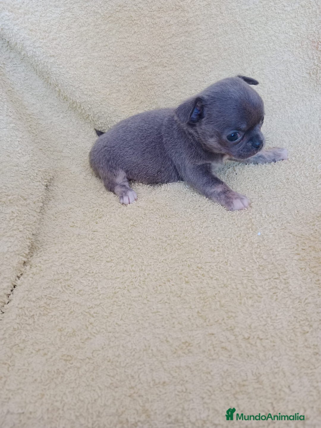 Chihuahua perros en venta: chihuahua linea rusa  - Anuncio 1