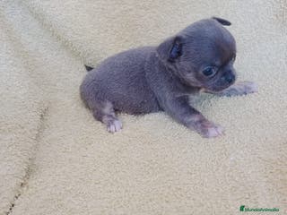 Chihuahua perros chihuahua linea rusa - Anuncio 2