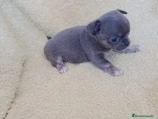 Chihuahua perros chihuahua linea rusa - Anuncio 7