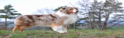 Pastor Australiano perros en venta: Aussie con garantias, pedigree, de cria familiar - Anuncio 12