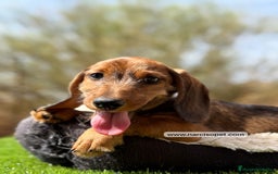 Teckel Miniatura perros en venta: TECKEL PELO DURO - Imagen 2
