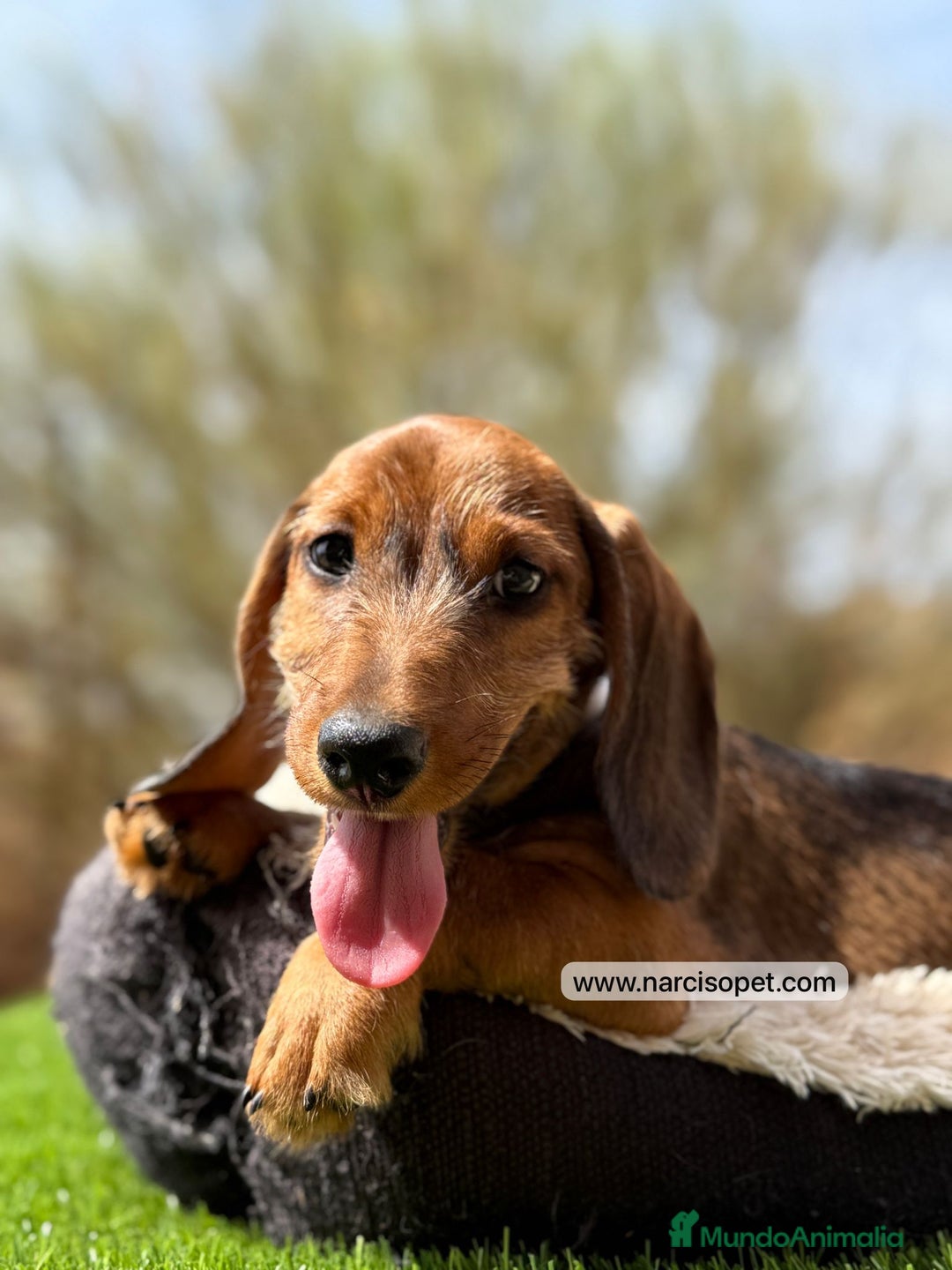 Teckel Miniatura perros en venta: TECKEL PELO DURO - Imagen 2
